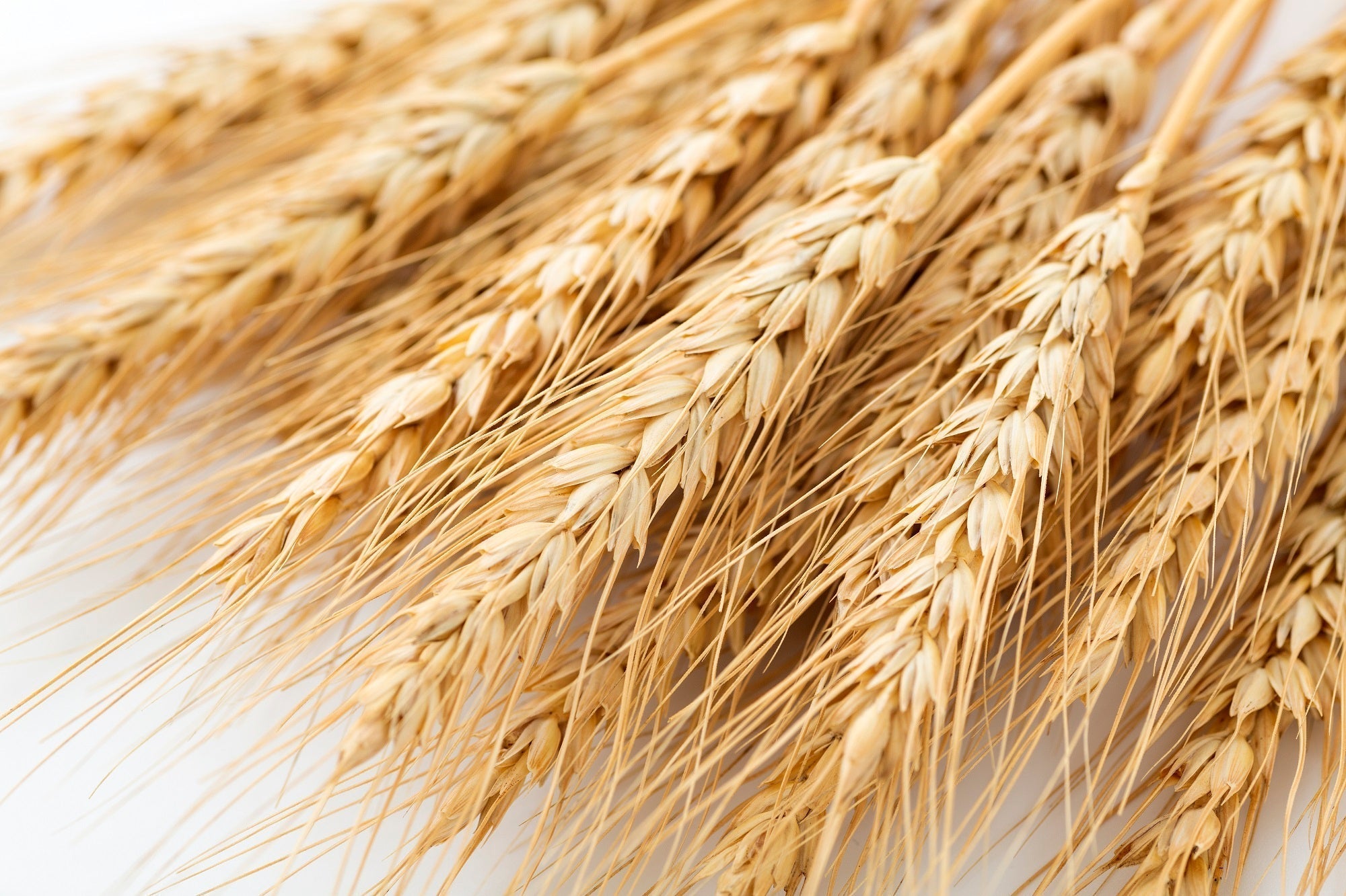 グルテンフリーで“腸もれSTOP”を目指してみませんか？｜ZENB（ゼンブ